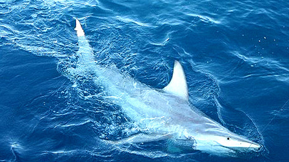 Los tiburones híbridos se reproducen y parecen ser más robustos que sus progenitores. Foto: BBC Mundo