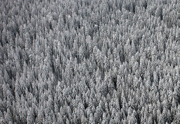 Bosques de pino cubiertos por la nieve., cerca del centro de Bosnia. Foto: Dado Ruvic. Reuters