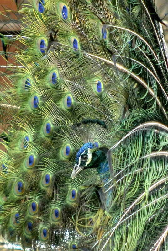 El pavo real (Pavo cristatus), especie oriunda de la India y considerado símbolo de vanidad cuando despliega su cola durante el ritual de apareamiento, es la variedad de ave ornamental en la finca de Don Ángel Calderón, en Gairirabito, ciudad de Holguín