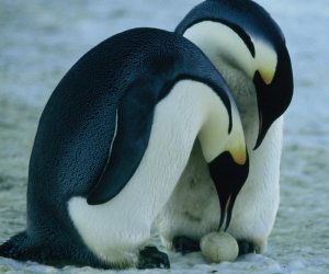 pinguino-emperador