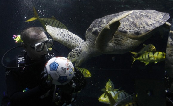 La  tortuga Gonzales juega bajo el agua con un buzo en el acuario Sealife en Munich 17 de mayo 2012