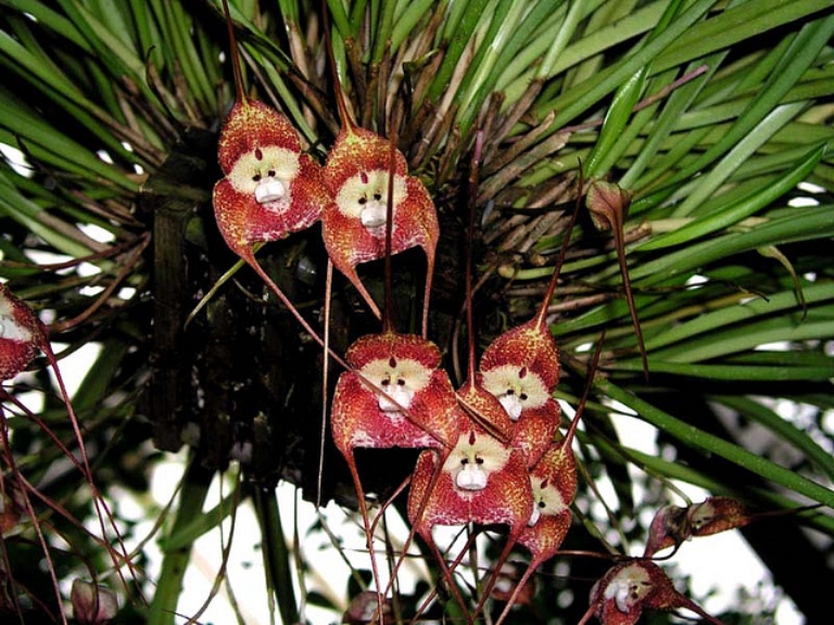 orquidea-cara-de-mono-dracula-simia-5