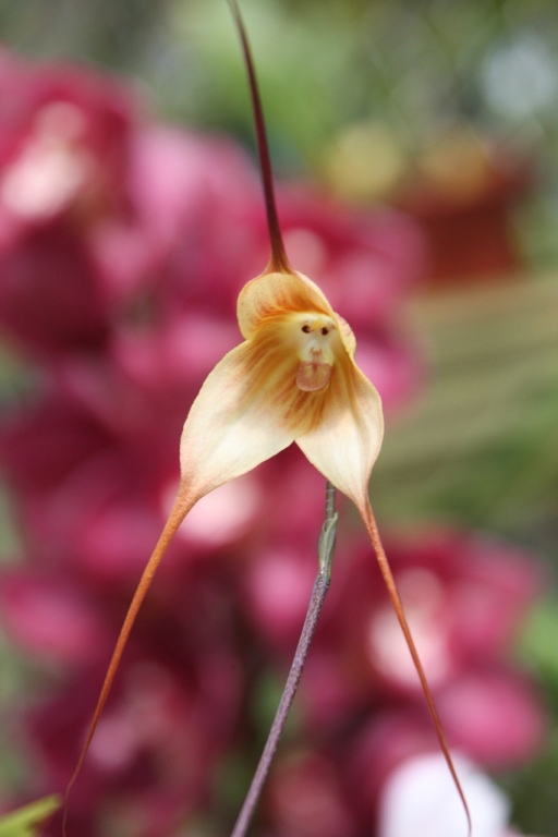 orquidea-cara-de-mono-dracula-simia