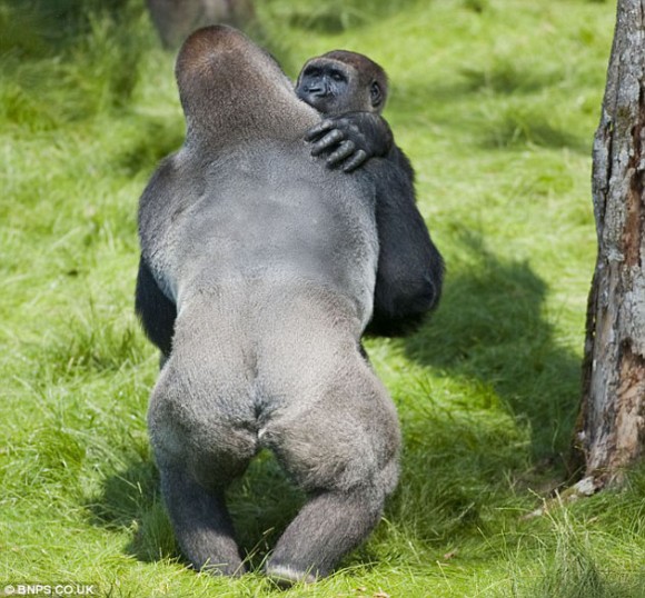 Dos gorilas hermanos, separados hace tres años, se emocionan con el reencuentro. Foto: Daily Mail