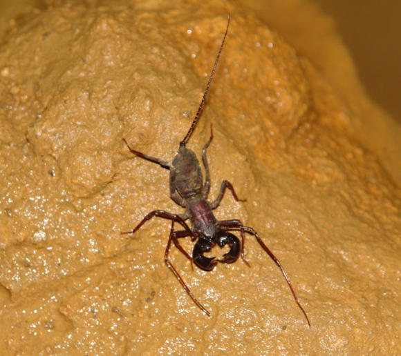 Vinagrillo, pseudo escorpión que vive en el interior de las cuevas. Foto: Javier Montenegro