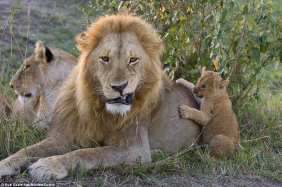 El león con su cría. Foto: Daily Mail