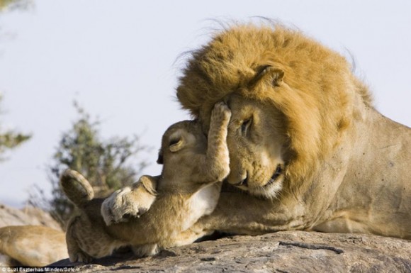 El león con su cría. Foto: Daily Mail