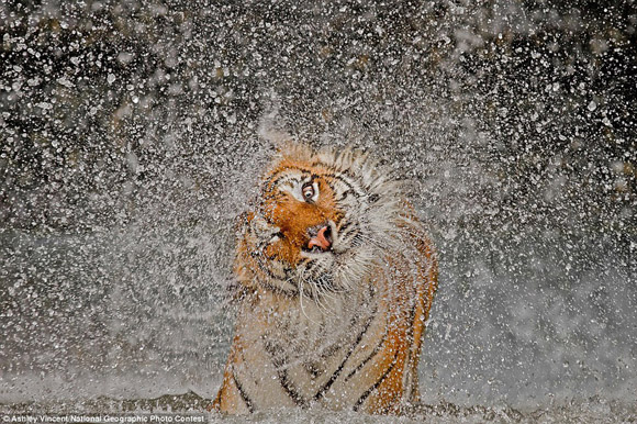 Una tigresa disfruta del baño en Tailandia. Foto: Ashley Vincent.