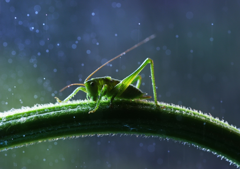 Insectos durante un día lluvioso. FOTO: Vadim Trunov
