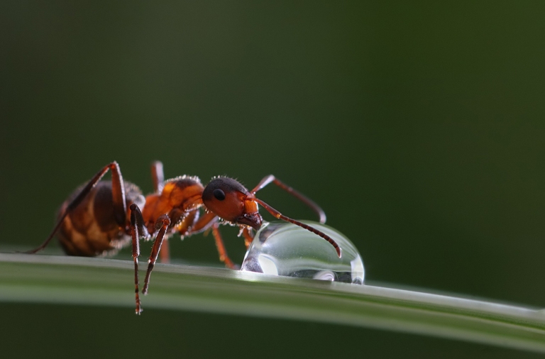 Insectos durante un día lluvioso. FOTO: Vadim Trunov
