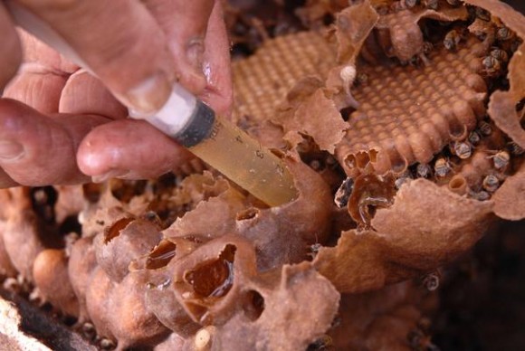 Extracción de miel de un núcleo o panal de abejas Meliponas o abejas de la tierra, en Sancti Spíritus, Cuba, el 25 de enero de 2013. AIN FOTO/Oscar ALFONSO SOSA