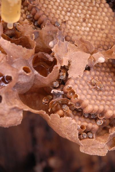 Núcleo o panal de abejas Meliponas o abejas de la tierra, en Sancti Spíritus, Cuba, el 25 de enero de 2013. AIN FOTO/Oscar ALFONSO SOSA/