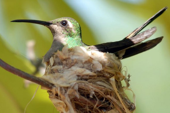 El Zunzún, también conocido como picaflor o colibrí, es muy común en toda Cuba, lo mismo se le encuentra en bosques alejados que en jardines caseros. La hembra anida sola, sin la participación del macho en lugares poco frecuentados por ellos, los nidos son más habituales en primavera. Santiago de Cuba, 4 de febrero de 2013. AIN FOTO/Miguel Rubiera Justiz