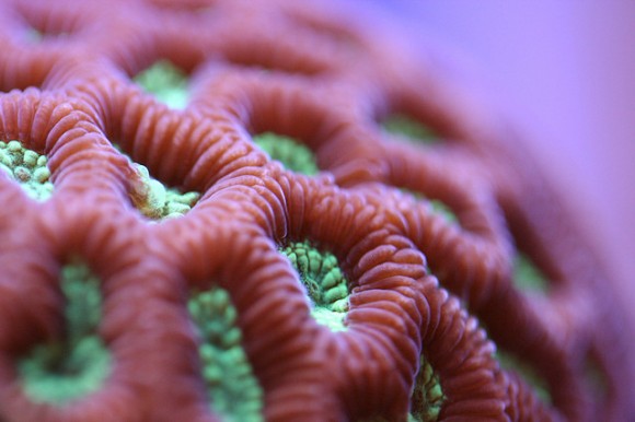 coral macrofotografia 