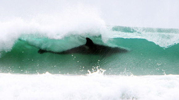 A primera vista parece un tiburón, pero es una orca surfeando. Foto Barcroft Media Getty Images