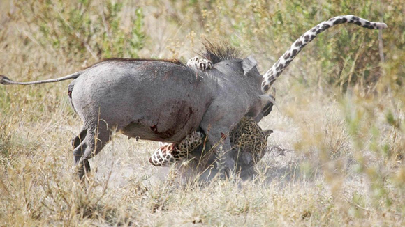 Cuando la jabalí estaba gravemente herida, una hiena que no tenía nada que ver en la historia,. El ataque de la hiena sorprendió al felino, que ya estaba cansado a causa de la lucha. Foto Barcroft MediaGett
