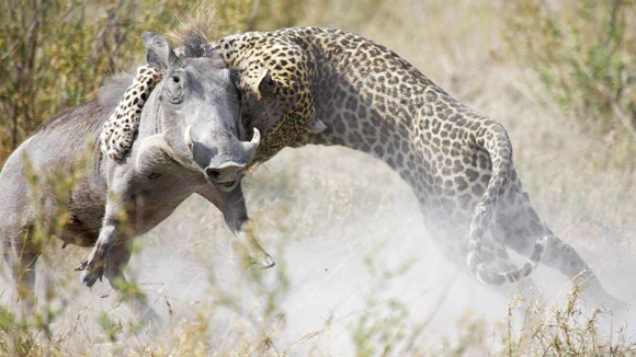 Este jabalí fue sorprendido por el ataque de un leopardo en el río Kwando, en Botswana. Foto Barcroft MediaGetty Images