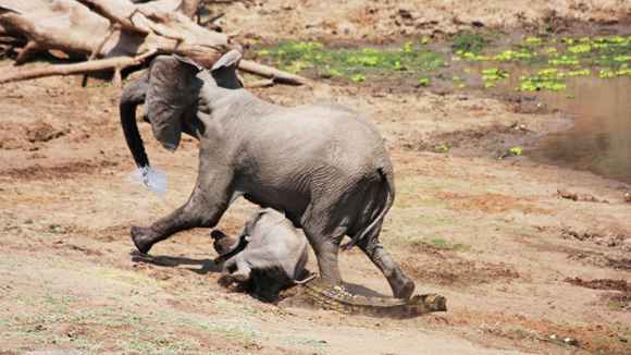 l final el cocodrilo desistió. Según Nyfeler, la elefanta fue vista al final del día bien después del ataque. Foto Barcroft MediaGetty Images