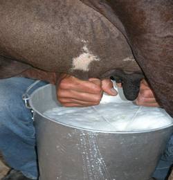 produccion-leche