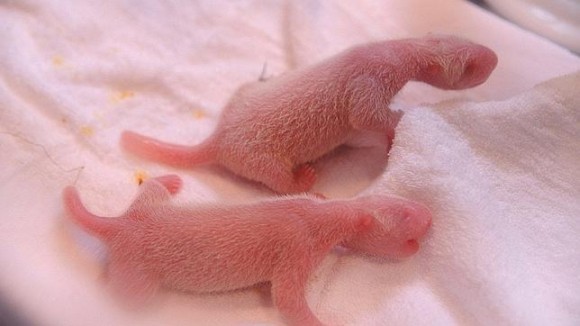 pandas-gemelos
