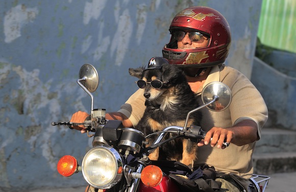 el perro “Popy” se pasea por las calles de La Habana en moto