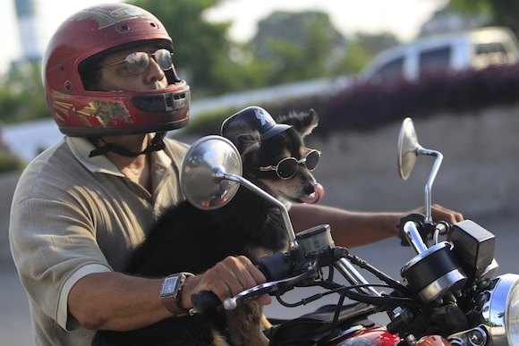 Popy, a 14-year-old dog, enjoys the ride as his owner Abel cruises around Havana
