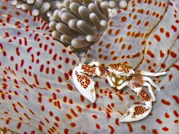 Un cangrejo porcelana (Neopetrolisthes maculatus) sobre una anémona en la isla de Pescador, Cebu, Filipinas. Foto: Federica Bambi (Tercer Premio).