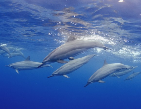 Delfines (Stenella longirostris) en la costa de Kona, Hawaii. Foto: Joseph Tepper (Segundo Premio).