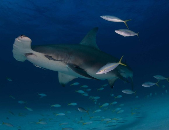 Tiburón martillo gigante (Sphyrna mokarran) en Bimini, Bahamas. Foto: Laura Rock (Segundo Premio Categoría Estudiante).