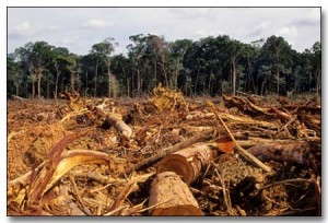amazonia Deforestación