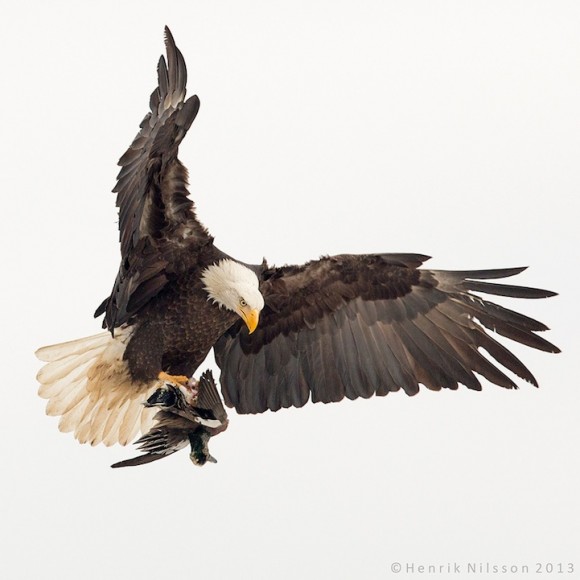 Águila calva y pato. Foto: Henrik Nilsson.