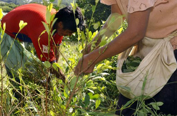 Según un informe de la ONU, los cultivos de coca se redujeron en 25 % durante 2012.