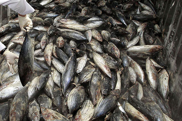 Hay niveles de cesio radiactivo en la mayoría de los tipos de peces extraídos frente a las costas de Fukushima. Se considera una señal de la contaminación del lecho marino o de que la filtración de los reactores dañados aún contamina las aguas y según expertos puede amenazar la pesca durante décadas.