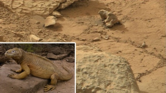 foto iguana Marte