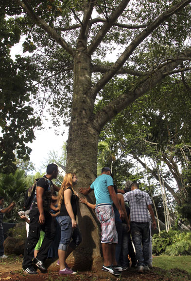 Los visitantes dieron tres vueltas simbólicas a la ceiba. Foto: Ladyrene Pérez/Cubadebate.