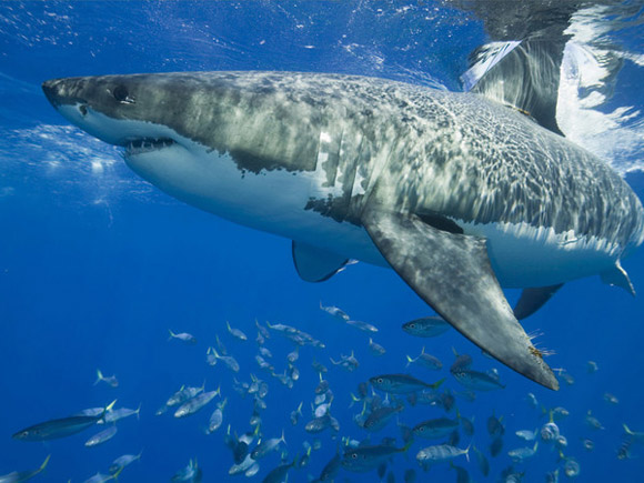 Tiburón Blanco. Foto:   National Geographic.