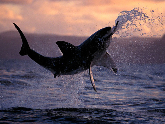Tiburón Blanco. Foto:   National Geographic.