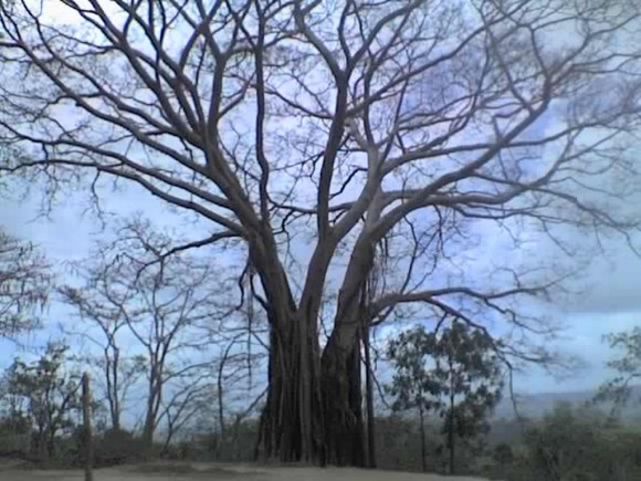 Árbol que habla. Sus ramas se rozan, crujiendo y pareciera como que te hablaran, este es un árbol típico de Timor Leste en Oceanía. Foto: Dra Lisete, La Habana