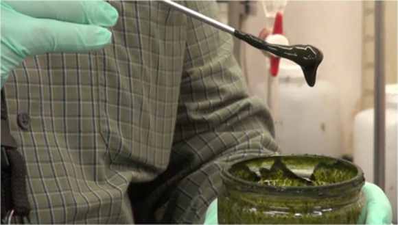 No es la primera vez que se logra convertir algas u otras materias primas de origen vegetal en petróleo, pero este avance es importante por dos motivos. Primero, porque es muy rápido; segundo, porque las algas son muy fáciles de cultivar en abundancia. Foto: EFE (Archivo)