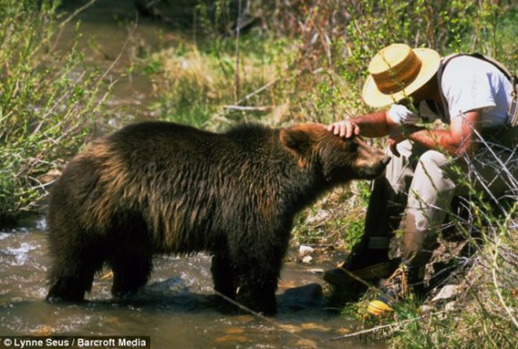 Doug y los osos se demuestran afecto al interactuar y jugar. Foto: Dailymail.co.uk