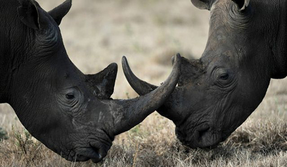 Los rinocerontes negros lucen dos cuernos, de los cuales el primero es más prominente. Los cuernos del rinoceronte crecen hasta ocho centímetros al año, y se sabe que han llegado a alcanzar el metro y medio. Las hembras los usan para proteger a sus crías, mientras que los machos los emplean para atacar a sus rivales. Foto: Getty/Archivo.