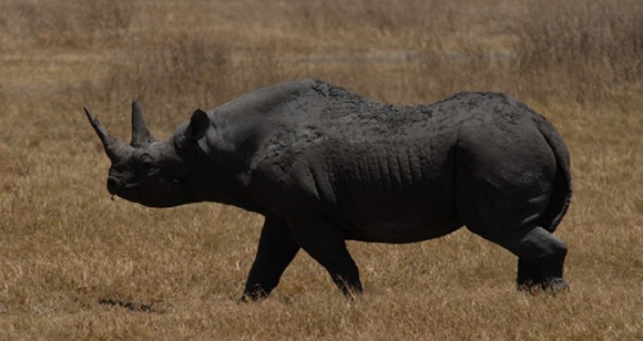 rinoceronte_negro-660x350