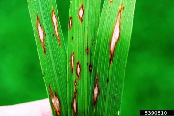 Una planta de arroz afectada por el hongo Magnaporthe (ilustración). / forestryimages.org