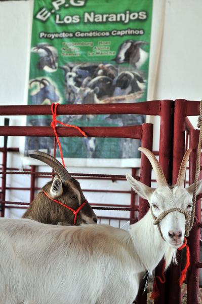 Exposición de ejemplares de ganado caprino en la XVII edición de la  Feria Agroindustrial Alimentaria FIAGROP 2014, inaugurada en La Habana, Cuba, el 17 de marzo de 2014. AIN FOTO/Abel ERNESTO