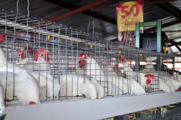 Exposición de ejemplares de ganado avícola en la XVII edición de la  Feria Agroindustrial Alimentaria FIAGROP 2014, inaugurada en La Habana, Cuba, el 17 de marzo de 2014. AIN FOTO/Abel ERNESTO