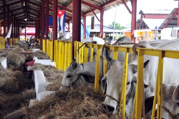 Exposición de ejemplares de ganado vacuno en la XVII edición de la  Feria Agroindustrial Alimentaria FIAGROP 2014, inaugurada en La Habana, Cuba, el 17 de marzo de 2014. AIN FOTO/Abel ERNESTO