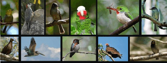 Aves de Cuba