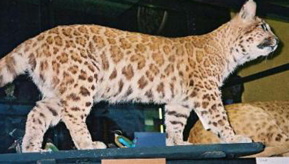 Pumapardo. Es un híbrido entre puma y leopardo. Se trata de animales muy raros que no se encuentran en la naturaleza ya que estas especies no están estrechamente emparentadas. Actualmente no existe ningún pumapardo vivo documentado.