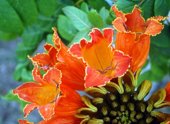 Las flores del Tulipán africano miden 7 cm de largo por 5 de ancho, tienen forma de campanas con tonalidades entre el naranja brillante y el rojo escarlata.