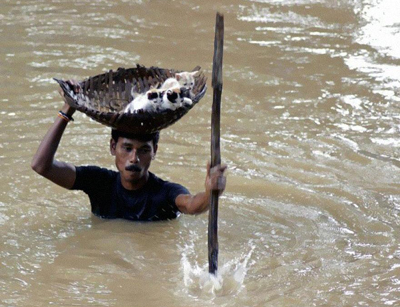 Durante unas inundaciones terribles en la India en 2011, este chico salvó varios gatos llevándolos en una cesta encima de su cabeza